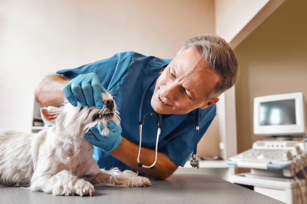 Best Emergency Denture Repair in Marlinton, WV
